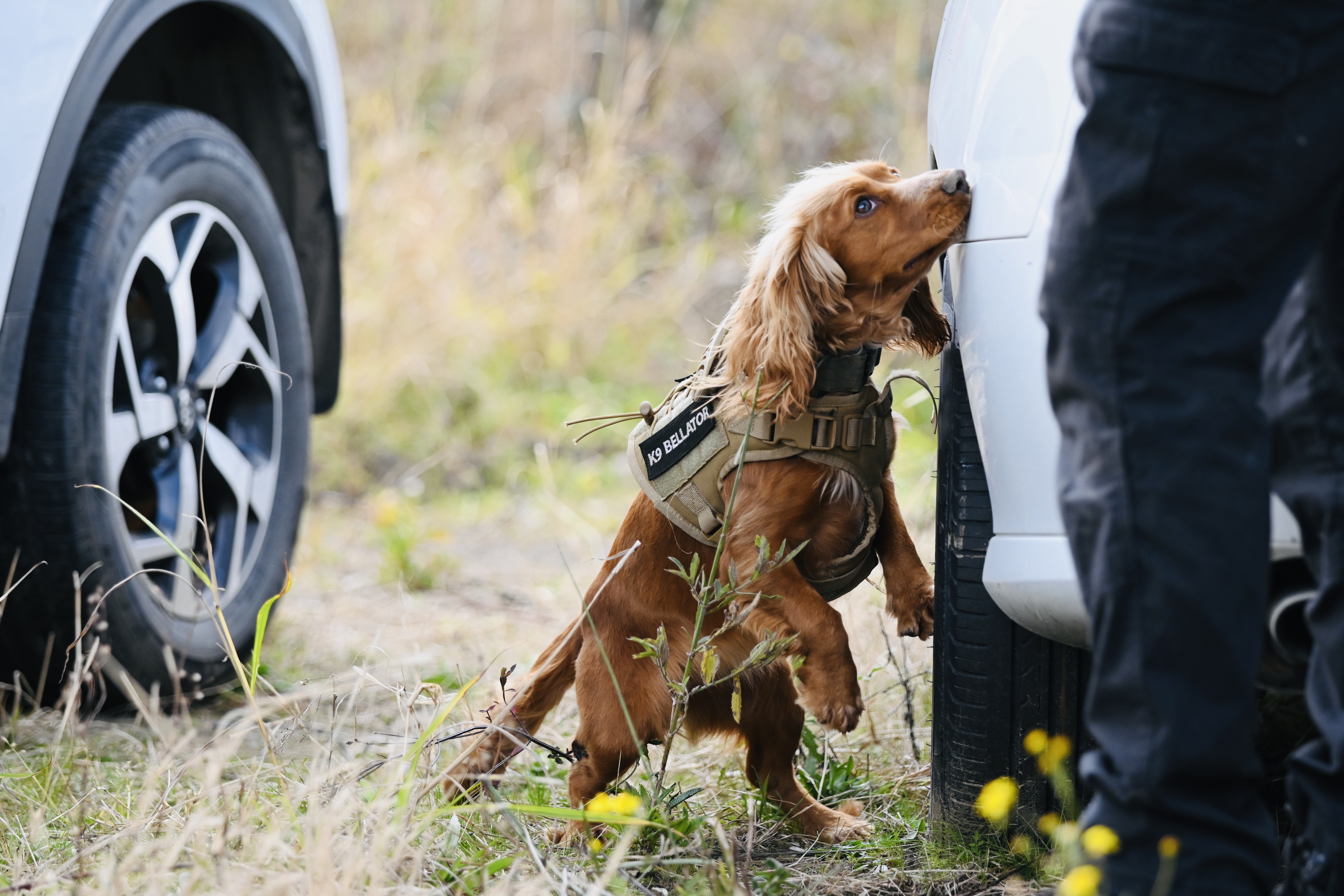 Creating a Successful Training Plan for Your Dog