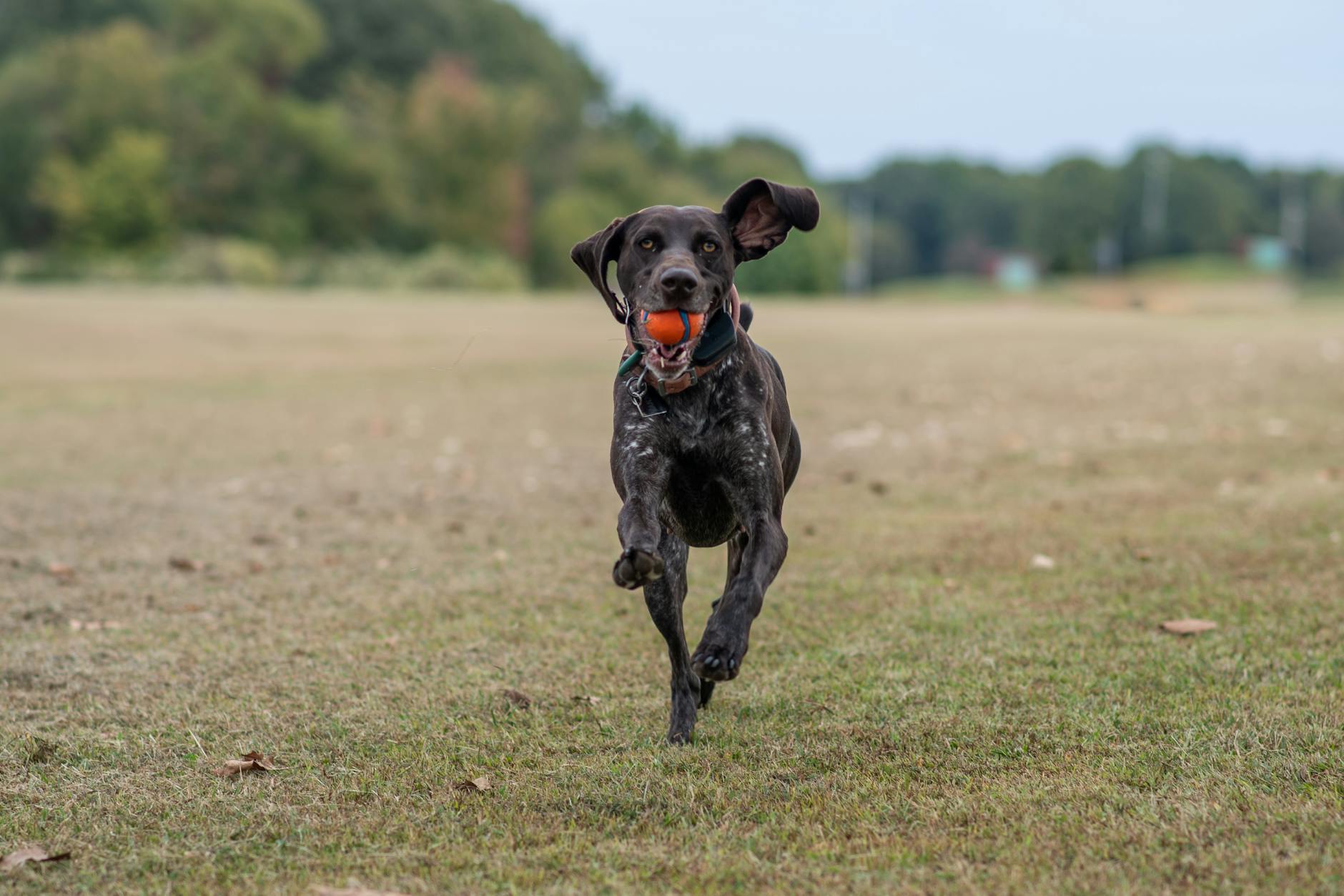 Effective Dog Training Rewards Explained